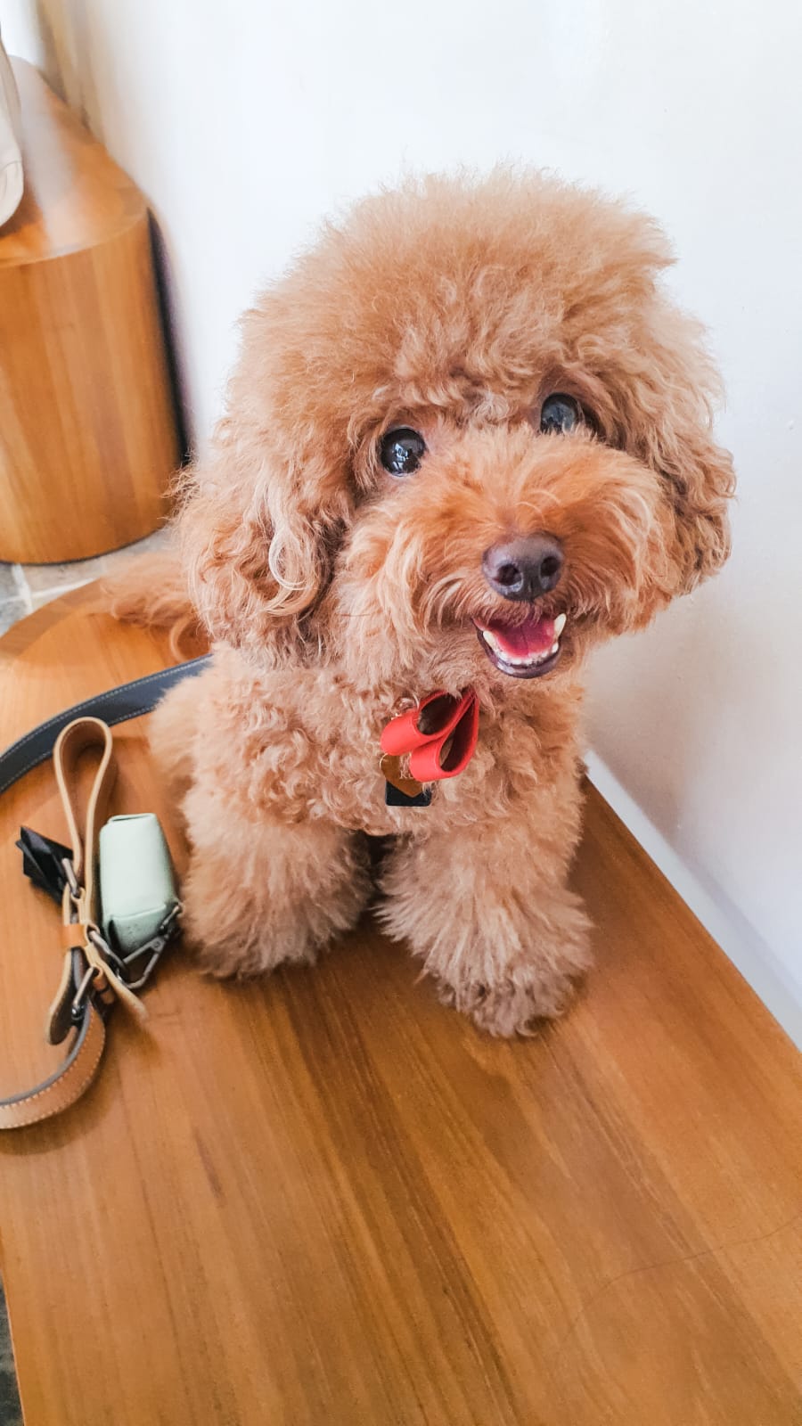 Kopi smiling on a wooden café chair