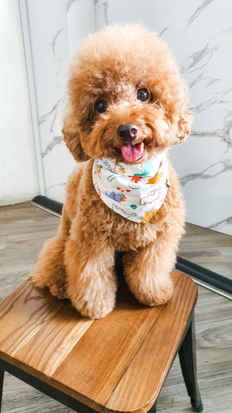 Kopi wearing his bandana